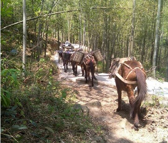 湖南马帮运输电话