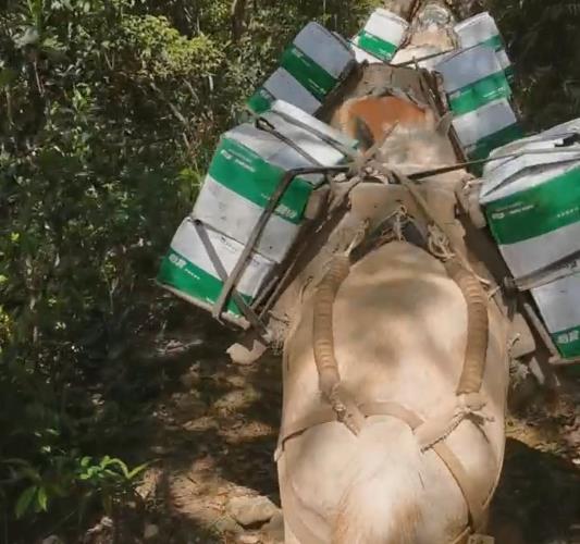 湖南骡马山路运输