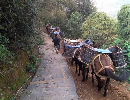 湖南骡马运输电话