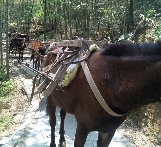 湖南山路骡马运输