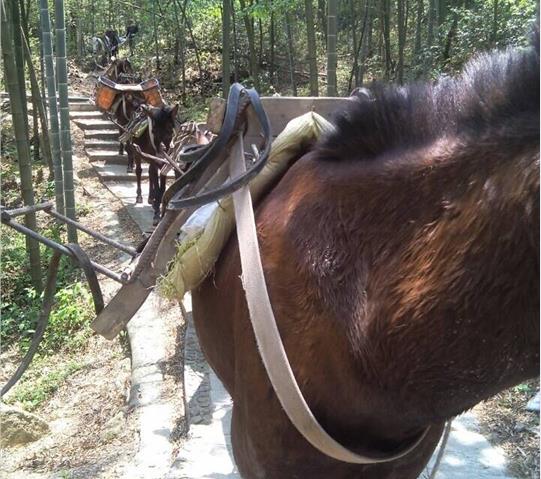 湖南骡马队运输