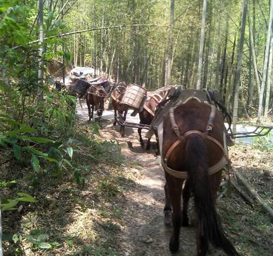 湖南骡马运输公司