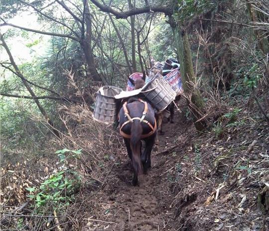 湖南马帮运输公司