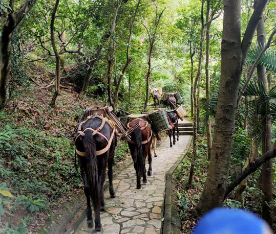 湖南马队运输电话