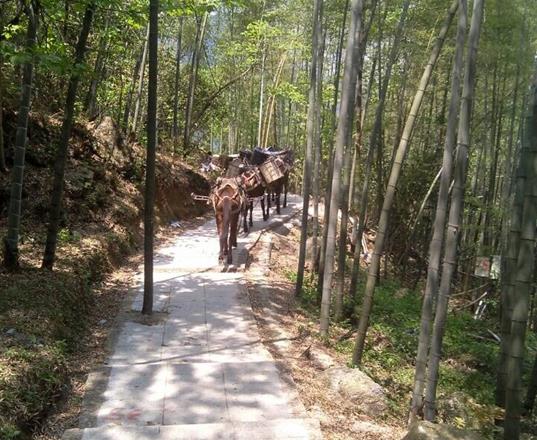 湖南马队运输公司