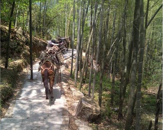 湖南山区骡马运输