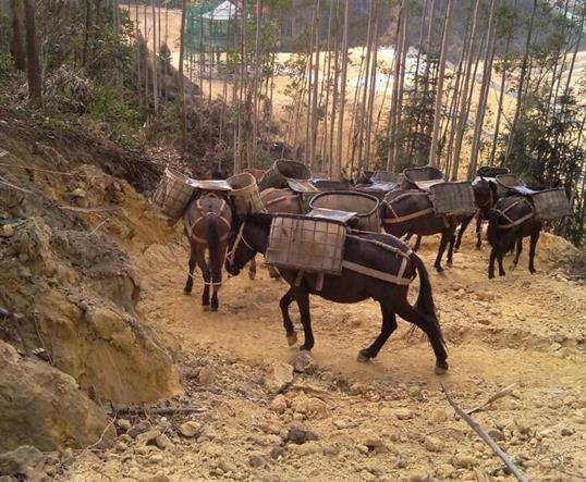 湖南山区马队运输